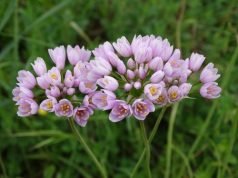 Come realizzare un erbario