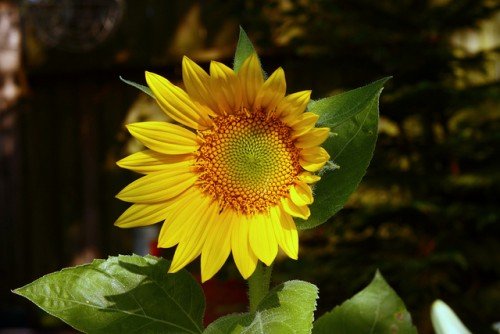Girasole, i suoi semi sono ricchi di selenio
