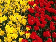 Parco Giardino Sigurtà un viaggio nella natura
