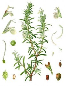 Rosmarinus_officinalis_-_Köhler–s_Medizinal-Pflanzen-258