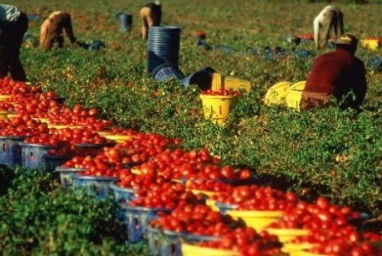 Caporalato Il fenomeno della nuova schiavitù