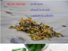 Alga fucus: fa perdere peso velocemente e aiuta la tua Tiroide