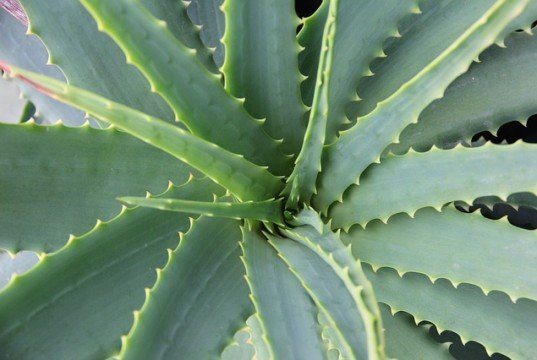 Aloe Vera