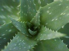 Aloe vera proprietà e benefici – 10 motivi per cui usarla Aloe vera proprietà e benefici