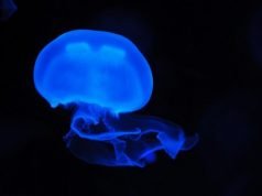 Punture di medusa: cosa fare e cosa non fare