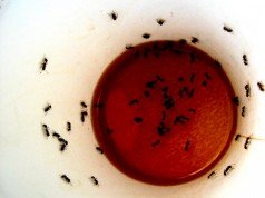Gli insetti: ecco come tenerli lontani da casa