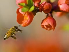 Arriva il progetto 3Bee, un prototipo innovativo in grado di salvare le api
