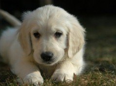 Animali domestici: 6 consigli utili e curiosi