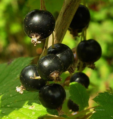Artrosi: un aiuto dal ribes nigrum