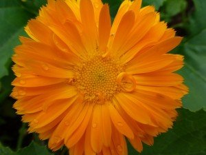 Piante antizanzare: la calendula