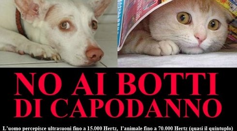 cani-gatti-botti3