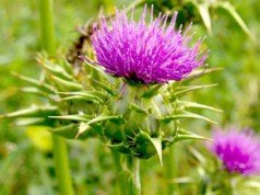 Cardo Mariano: benefici e proprietà curative