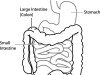 Il rapporto tra intestino e sistema nervoso