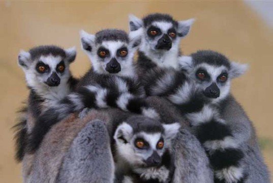 Lo zoosafari di Fasano: un’avventura per tutta la famiglia