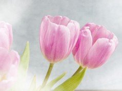5 fiori meravigliosi da scegliere per la festa della mamma