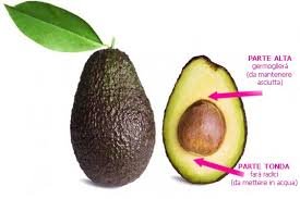 avocado