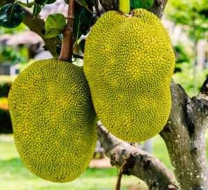 jackfruit