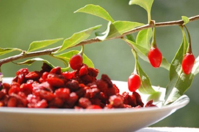 Bacche di Goji, proprietà, controindicazioni e coltivazione in casa