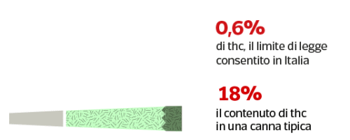 limite massimo di thc della marijuana legale