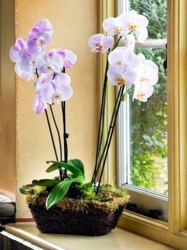 orchidee