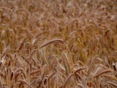 Grano con glisofato: il pesticida tra i più pericolosi per la salute Campo di grano maturo