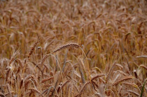 Campo di grano maturo