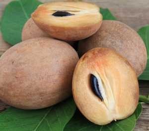 sapodilla