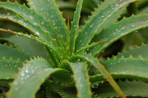 ragadi, il gel di aloe le cura